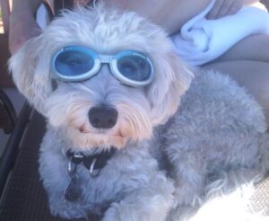 Dog Sunglasses