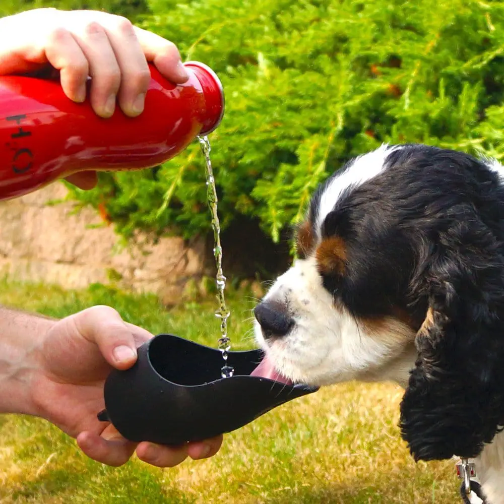 Bouteille d'eau et bol de voyage pour chien