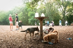 dog park