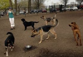 dog park