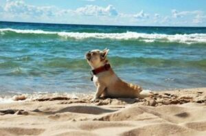 Hot Weather Tips for Your Dog