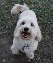 Nettoyage des dents du chien - La première expérience de notre chien