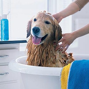 shampooing pour chiens