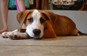 Foster Dogs - FAQs Answered!