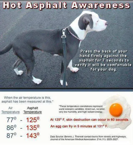 Protect Your Dog's Paws from Getting Burned Dogsized