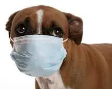 sick dog - kennel cough