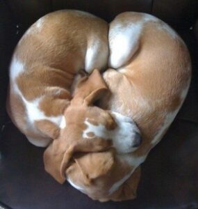 dog lovers dating
