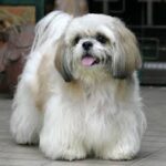 Shih Tzu