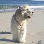 Soft-coated_Wheaten_Terrier