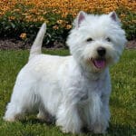 West-Highland-White-Terrier