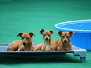 dog boarding