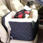 dog-car-seat
