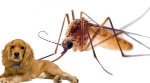 How to Help Your Dog With Mosquitoes - Dogsized