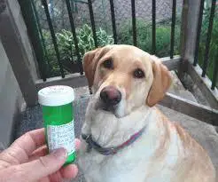 Einen Hund dazu bringen, Medikamente zu nehmen