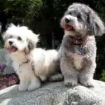 Top 10 Hypoallergenic Dogs for the City Dogsized