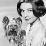 audrey hepburn's yorkie