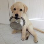 Does The FDA Regulate Pet Food - FDA Safety of Pet Food