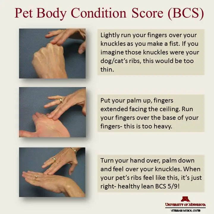 Pet Body Condition Score Chart