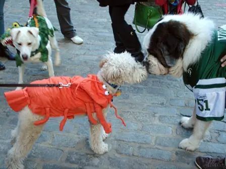 Dog Halloween Party