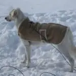 dog coat