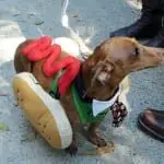 Tompkins Square Halloween Dog Parade Photos Dogsized