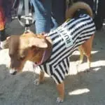 Tompkins Square Halloween Dog Parade 015