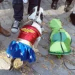 Tompkins Square Halloween Dog Parade 017