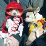 Tompkins Square Halloween Dog Parade 018