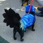 Tompkins Square Halloween Dog Parade 020