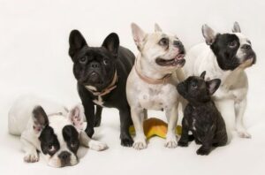 french bulldogs