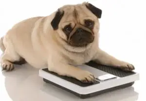 is your dog overweight