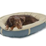 orvis wraparound dog bed - blue