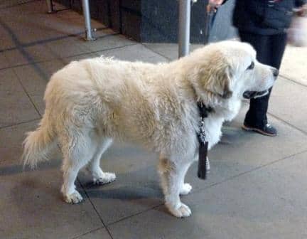 Great Pyrenees - Malesh