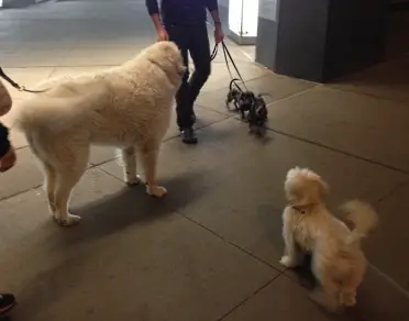 A Great Pyrenees in New York City Dogsized