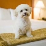 Pet friendly hotels