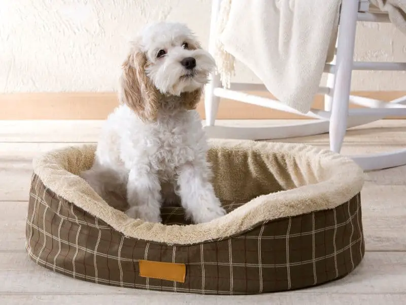 Wraparound dog beds