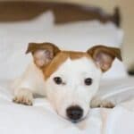 pet-friendly-hotels