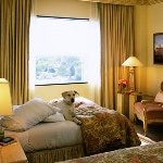 pet-friendly-hotels