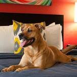 Pet Friendly Hotels