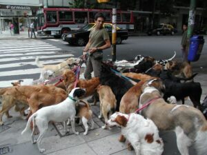 how to find a dog walker