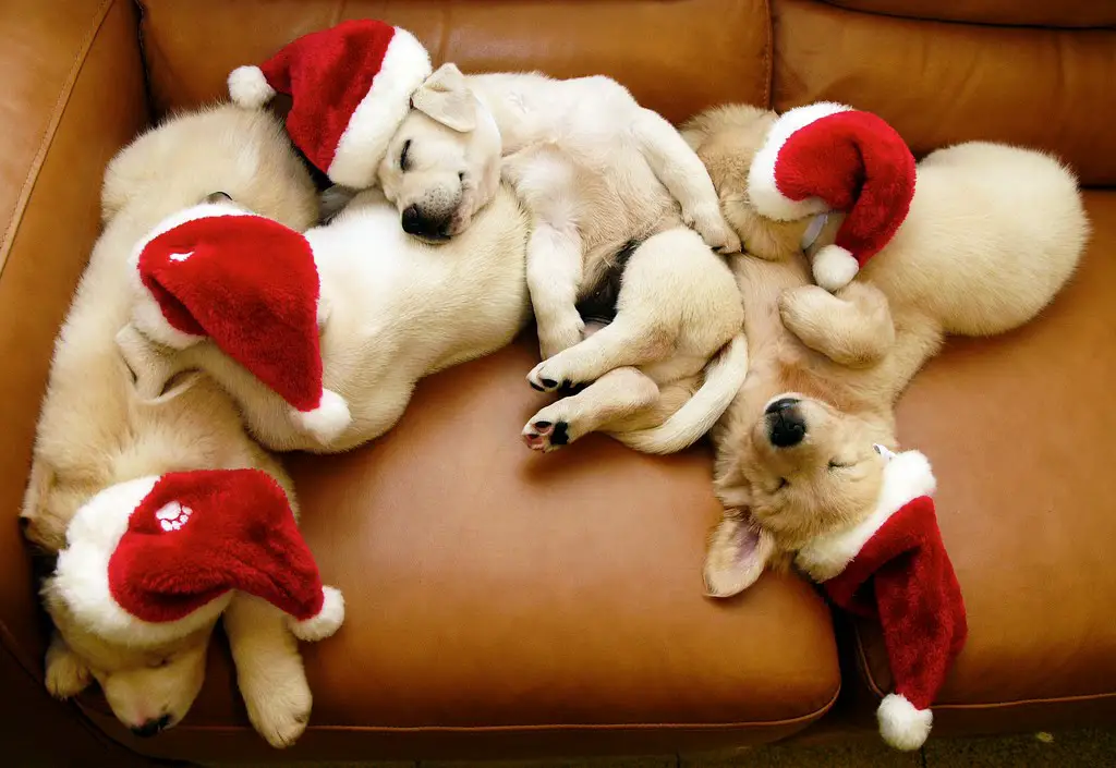 Happy Holidays from Dogsized! Dogsized