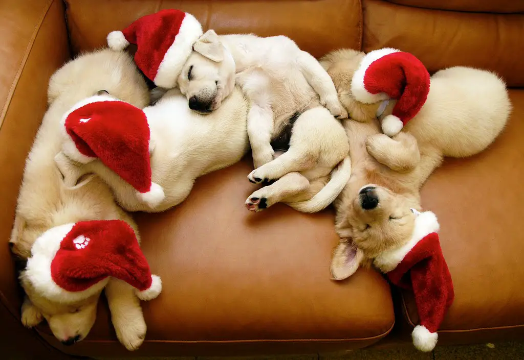 Happy Dog Holidays from Dogsized!