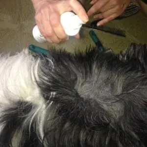 Dematting severely matted dog hair