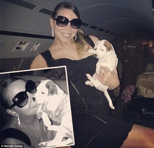 How Mariah Carey and Her Jack Russell Terriers Live In Luxury