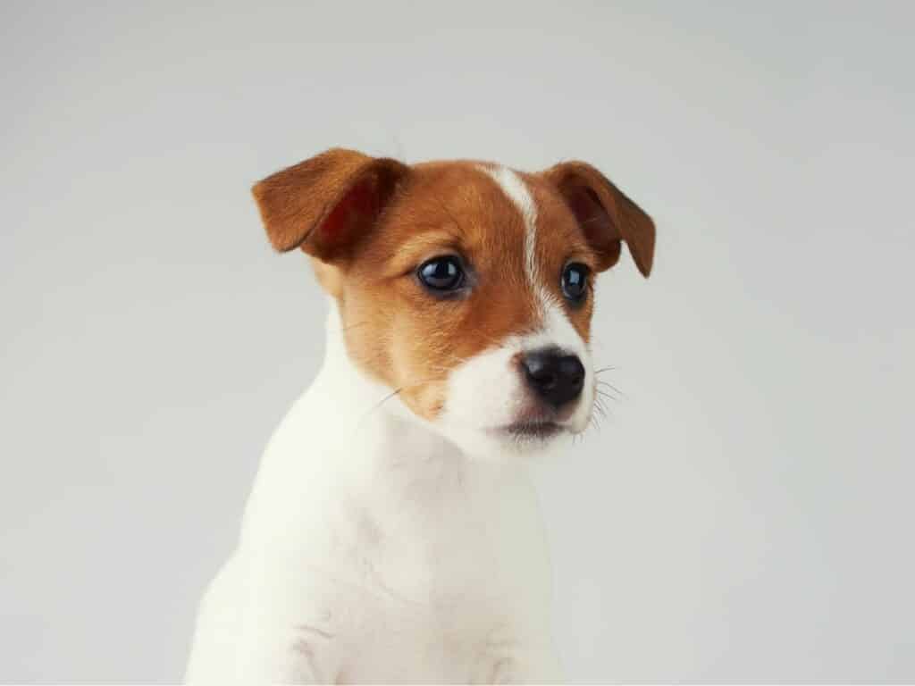 Jack Russell Terrier