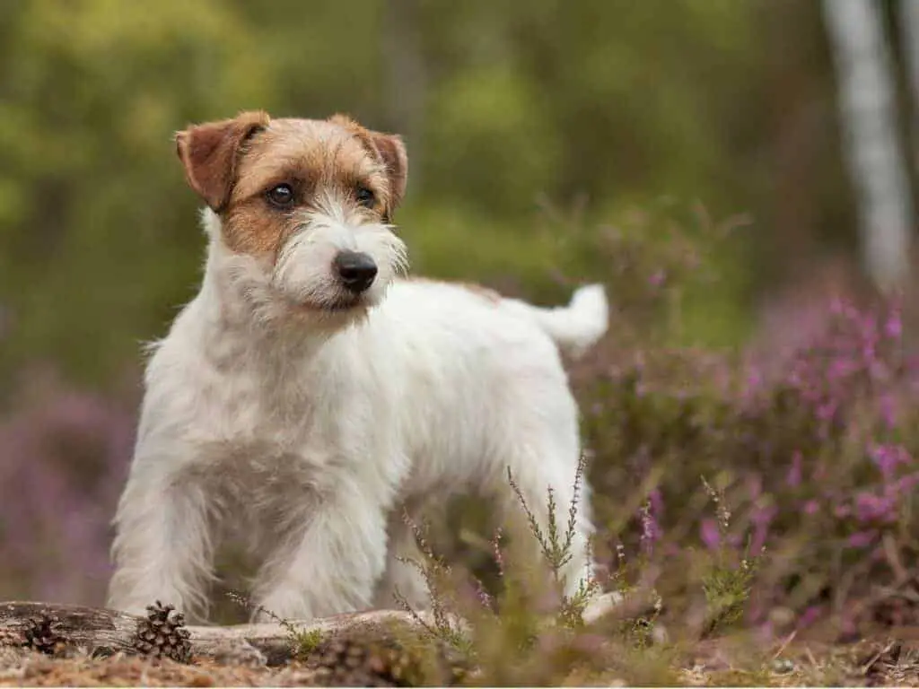 Jack Russell Terrier in park