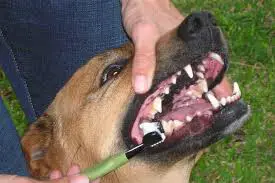 brush dog teeth