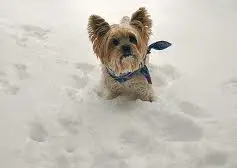 Top 5 Tips for Cold Dogs and Winter Weather