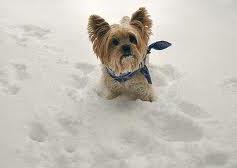 cold dog yorkie