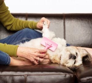 How To Treat Severely Matted Dog Hair